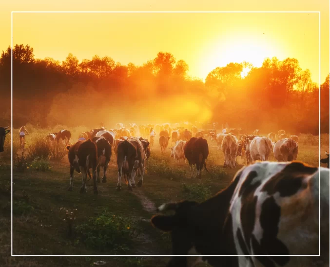 Made from 100% Fresh Cow’s Milk