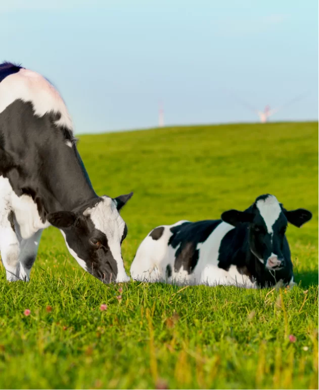 Made from 100% Fresh Cow’s Milk