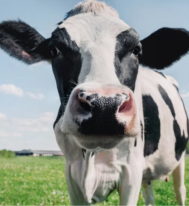 Made from 100% Fresh Cow’s Milk